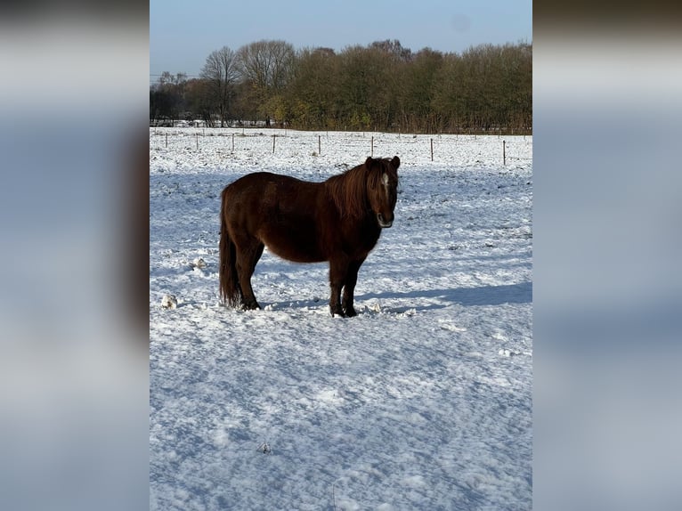 Shetland Ponys Mix Stute 6 Jahre 119 cm Brauner in Hamburg