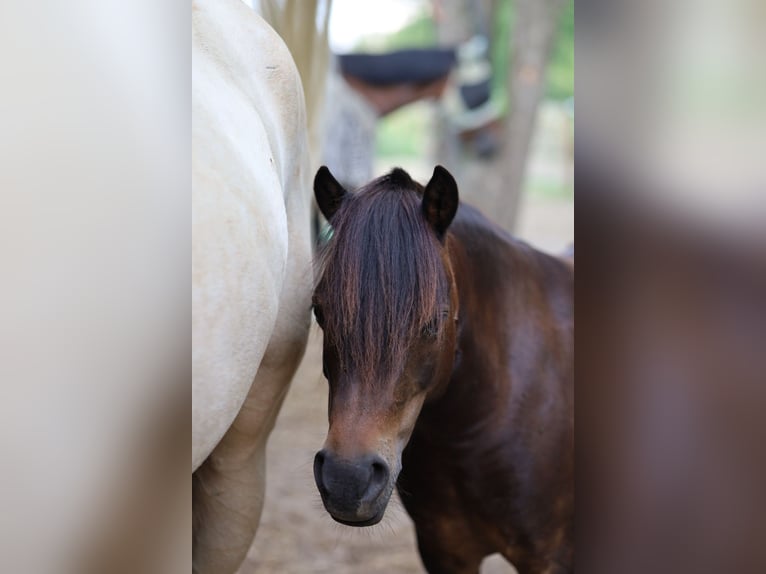 Shetland Ponys Mix Stute 6 Jahre 120 cm Brauner in HaarloHaarlo