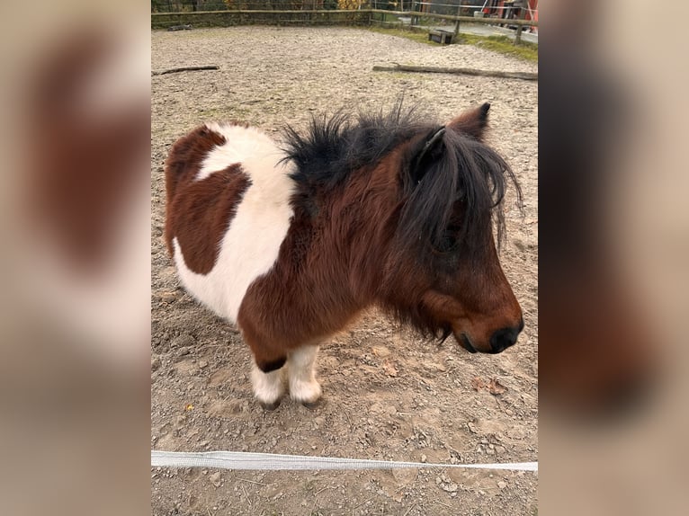 Shetland Ponys Stute 6 Jahre 78 cm Schecke in Wardenburg