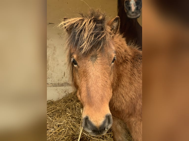 Shetland Ponys Stute 6 Jahre 80 cm Rappe in Lohfelden