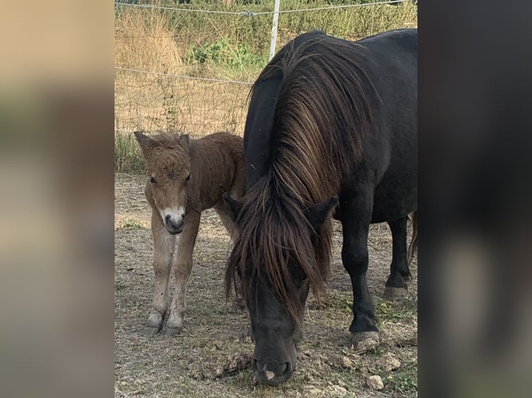 Shetland Ponys Stute 6 Jahre 80 cm Rappe in Lohfelden