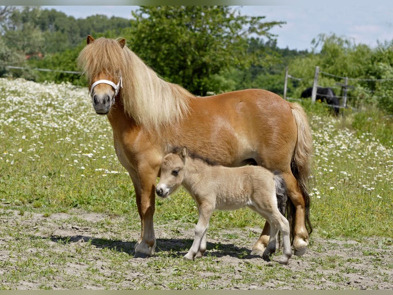 Shetland Ponys Stute 6 Jahre 85 cm Fuchs in Lodz