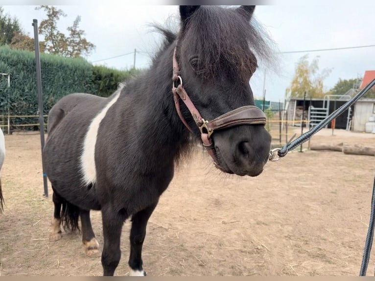 Shetland Ponys Stute 6 Jahre 86 cm Rappe in Grimma