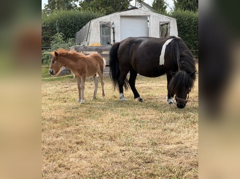 Shetland Ponys Stute 6 Jahre 86 cm Rappe in Grimma