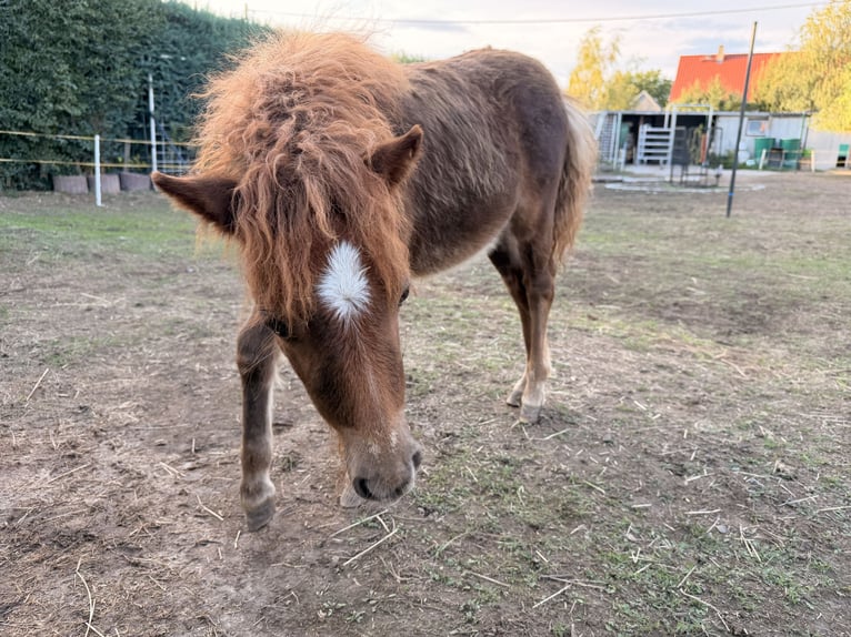 Shetland Ponys Stute 6 Jahre 86 cm Rappe in Grimma