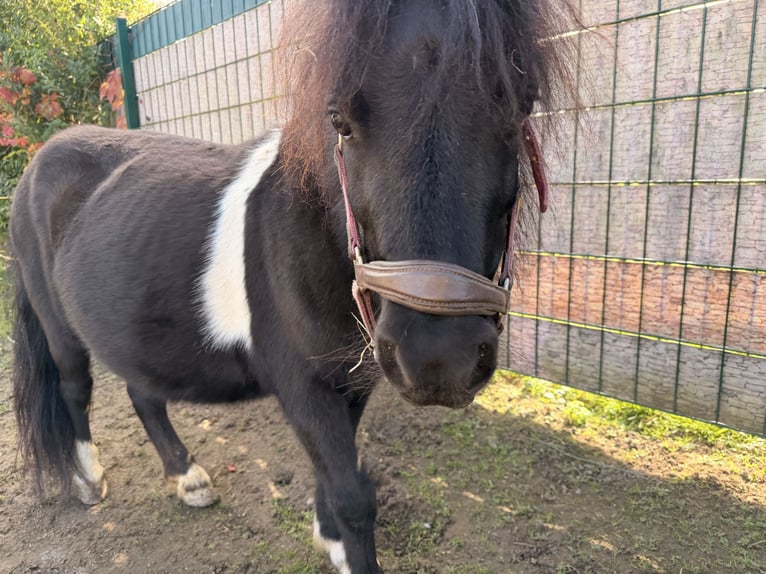Shetland Ponys Stute 6 Jahre 86 cm Rappe in Grimma
