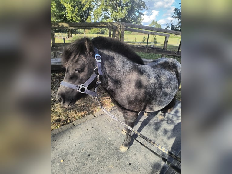 Shetland Ponys Stute 6 Jahre 87 cm Fuchs in Essen