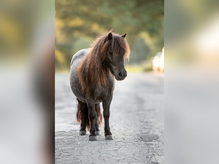 Shetland Ponys Stute 6 Jahre 87 cm Fuchs in Essen