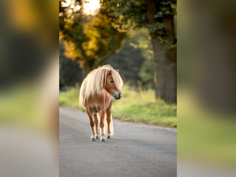 Shetland Ponys Stute 6 Jahre 87 cm Fuchs in Essen