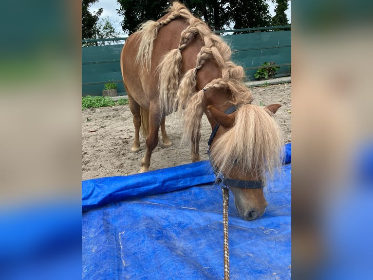 Shetland Ponys Stute 6 Jahre 87 cm Fuchs in Essen