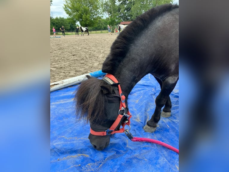 Shetland Ponys Stute 6 Jahre 87 cm Fuchs in Essen