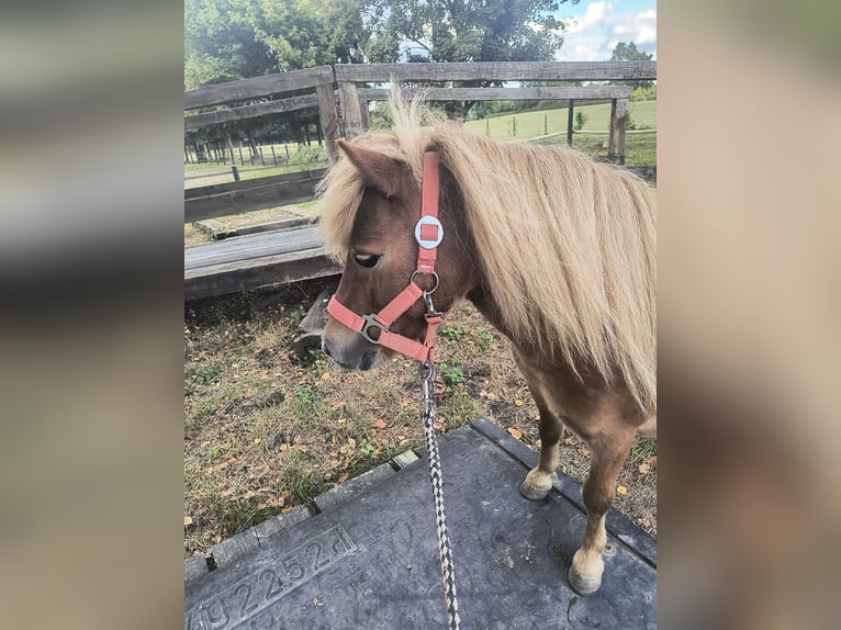 Shetland Ponys Stute 6 Jahre 87 cm Fuchs in Essen