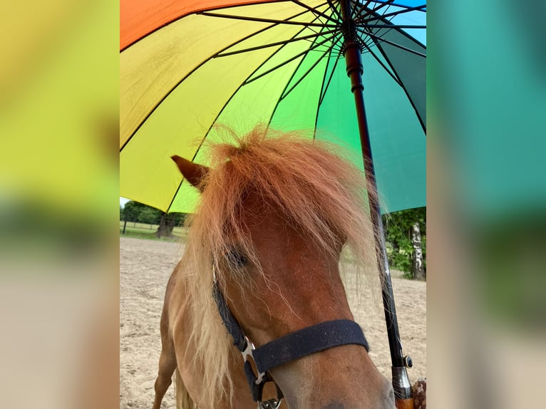 Shetland Ponys Stute 6 Jahre 87 cm Fuchs in Essen