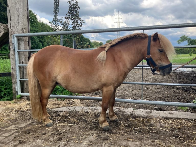 Shetland Ponys Stute 6 Jahre 87 cm Fuchs in Essen