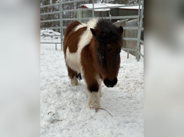 Shetland Ponys Stute 6 Jahre 87 cm Schecke in Wardenburg