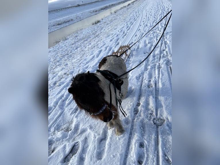 Shetland Ponys Stute 6 Jahre 87 cm Schecke in Wardenburg