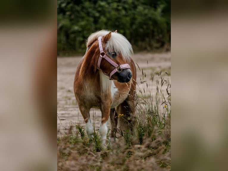Shetland Ponys Stute 6 Jahre 93 cm Schecke in Herten