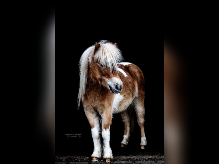 Shetland Ponys Stute 6 Jahre 93 cm Schecke in Herten