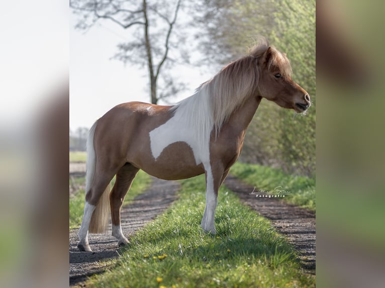 Shetland Ponys Stute 6 Jahre 95 cm Schecke in Ringe