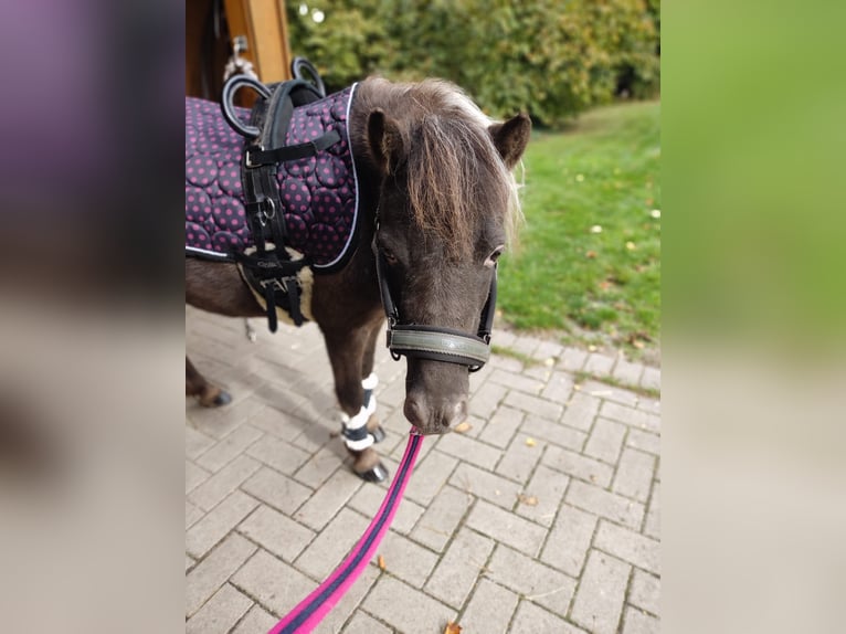 Shetland Ponys Stute 6 Jahre in Nienburg (Weser)