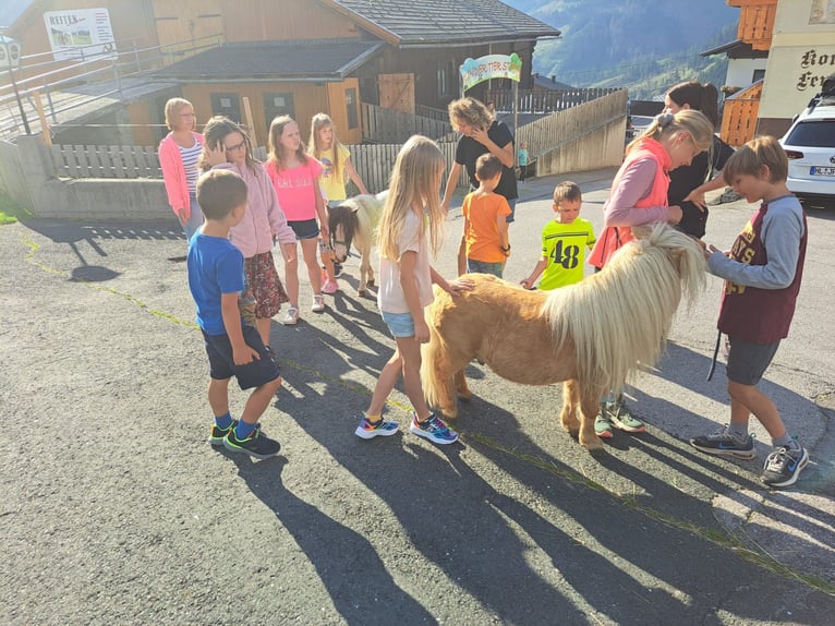 Shetland Ponys Stute 6 Jahre in Obertilliach