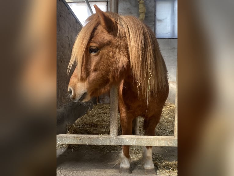 Shetland Ponys Stute 6 Jahre Schecke in Blankenhain