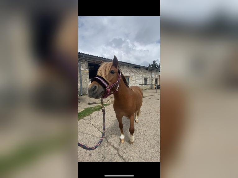 Shetland Ponys Stute 6 Jahre Schecke in Blankenhain