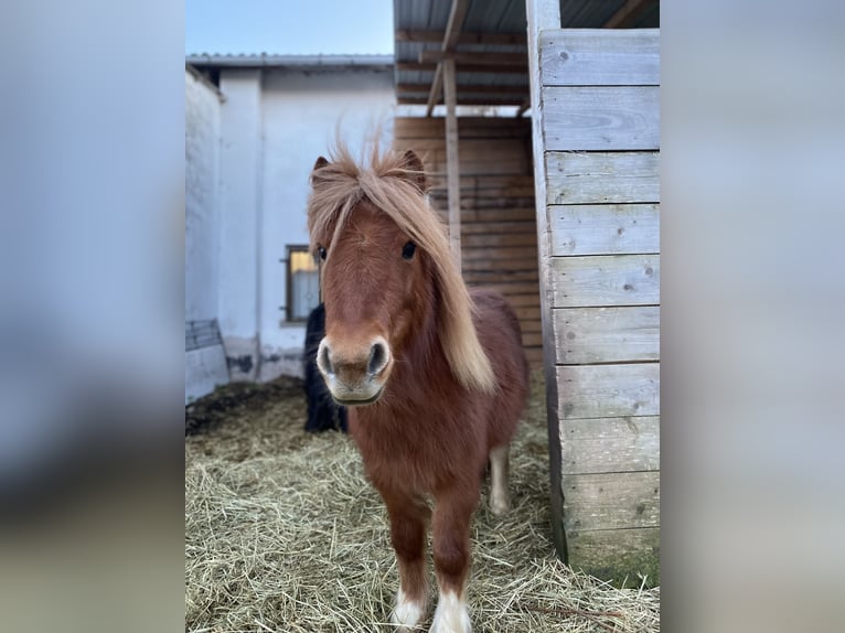 Shetland Ponys Stute 6 Jahre Schecke in Blankenhain
