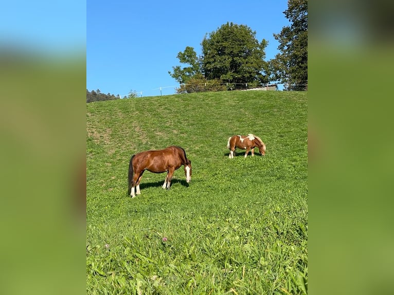 Shetland Ponys Stute 7 Jahre 100 cm in Bärschwil