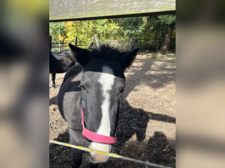 Shetland Ponys Stute 7 Jahre 100 cm Rappe in Sinsheim