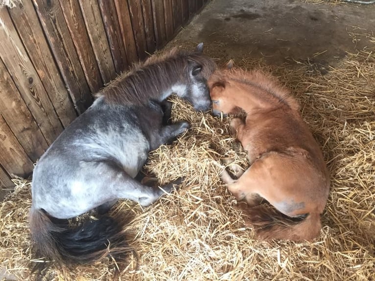 Shetland Ponys Stute 7 Jahre 100 cm Roan-Blue in Emersacker