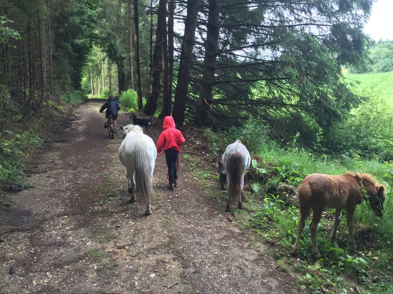 Shetland Ponys Stute 7 Jahre 100 cm Roan-Blue in Emersacker