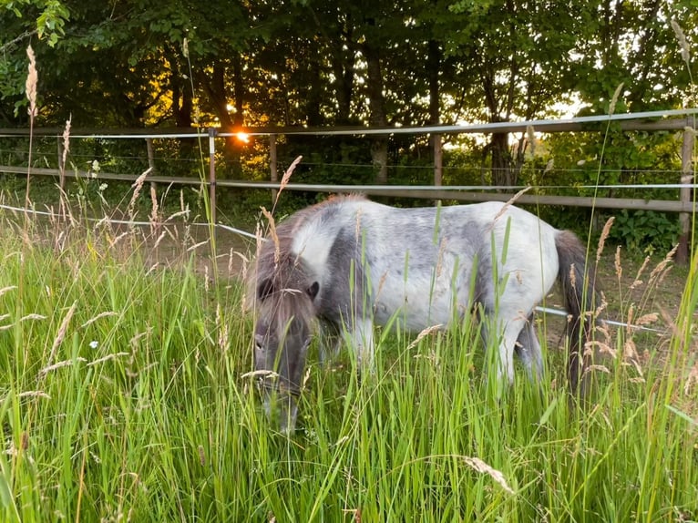 Shetland Ponys Stute 7 Jahre 100 cm Roan-Blue in Emersacker