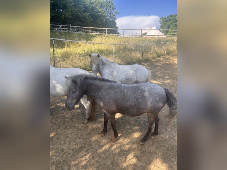 Shetland Ponys Stute 7 Jahre 100 cm Roan-Blue in Emersacker