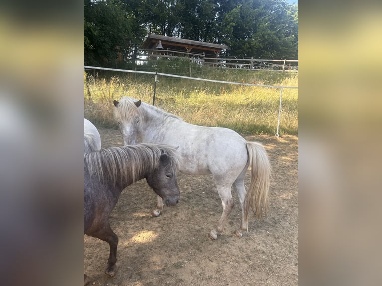 Shetland Ponys Stute 7 Jahre 100 cm Roan-Blue in Emersacker