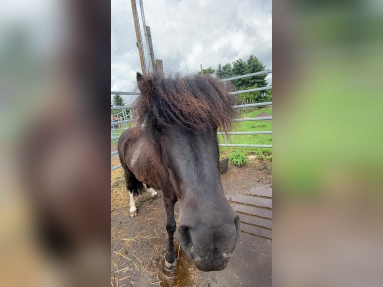 Shetland Ponys Mix Stute 7 Jahre 100 cm Schecke in H&#xF6;now