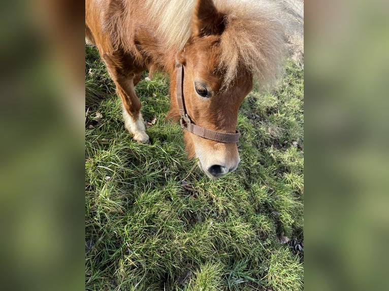 Shetland Ponys Stute 7 Jahre 100 cm Schecke in Bärschwil