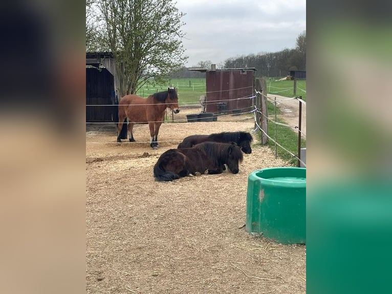 Shetland Ponys Stute 7 Jahre 102 cm Rappe in Weichering