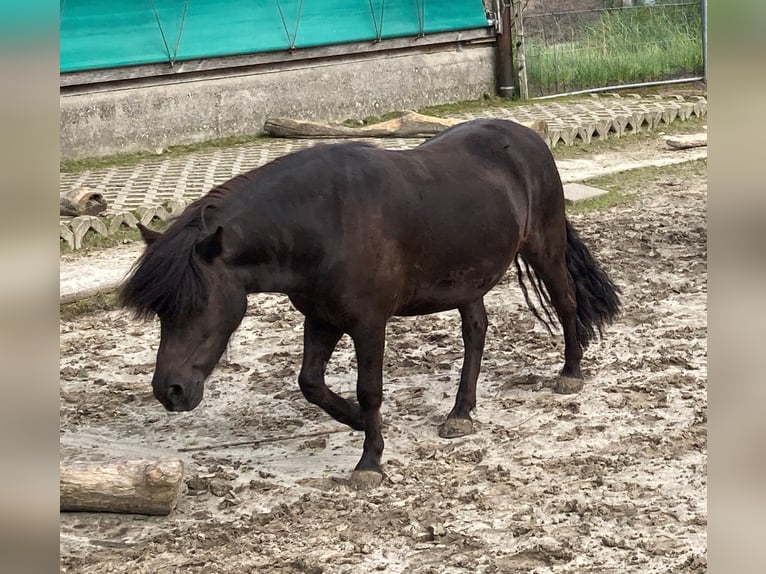 Shetland Ponys Stute 7 Jahre 102 cm Rappe in Weichering