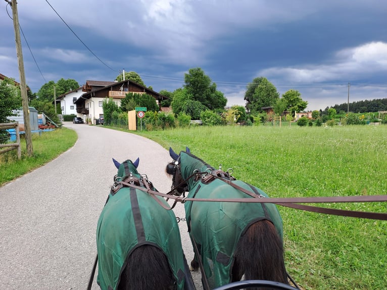 Shetland Ponys Stute 7 Jahre 102 cm Rappe in Weichering
