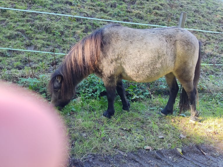 Shetland Ponys Stute 7 Jahre 103 cm Buckskin in St.Stefan