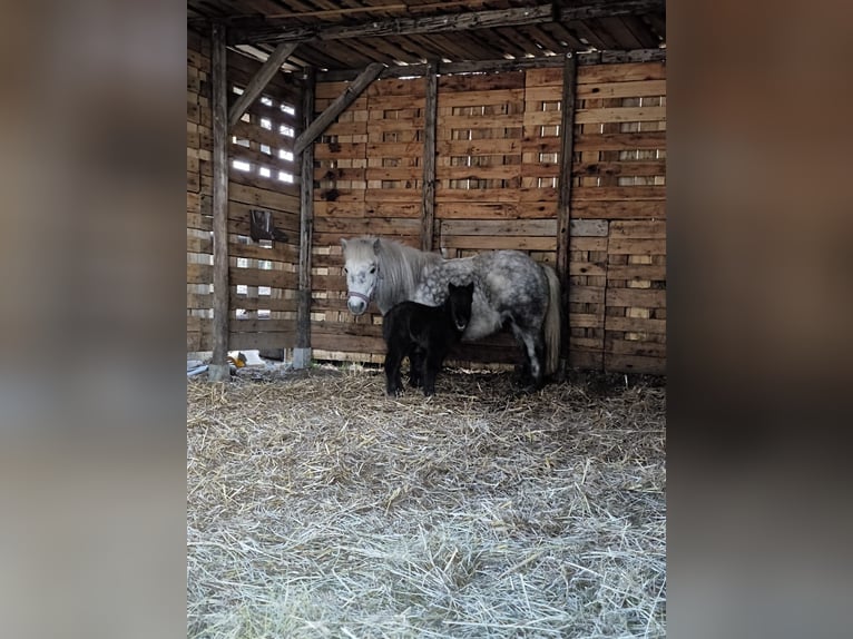 Shetland Ponys Stute 7 Jahre 105 cm Apfelschimmel in Colditz