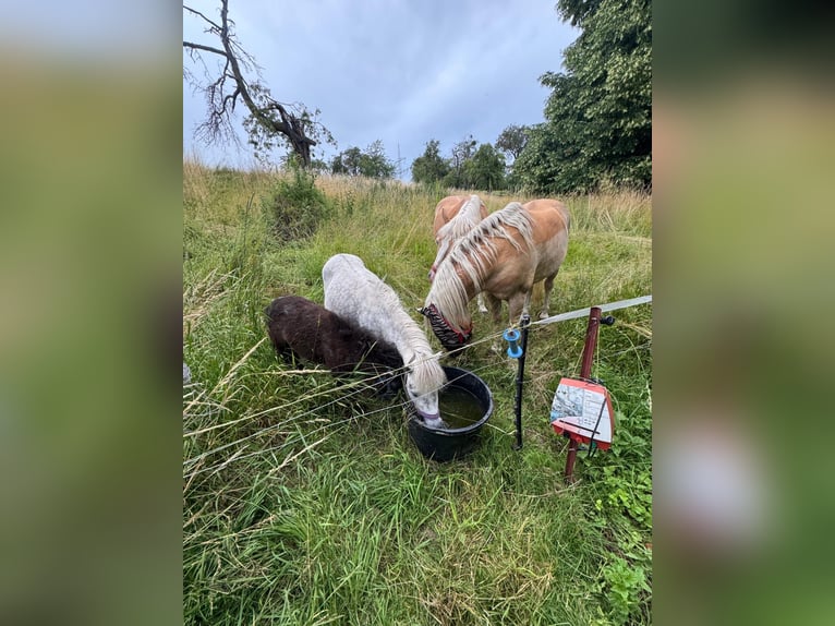 Shetland Ponys Stute 7 Jahre 105 cm Apfelschimmel in Colditz