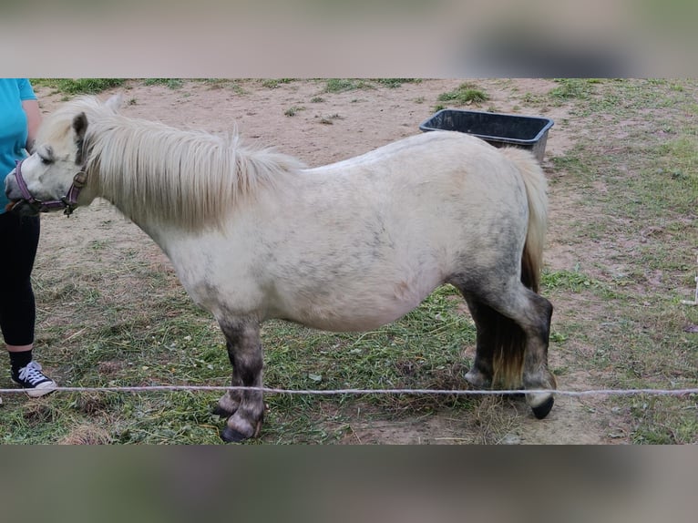 Shetland Ponys Stute 7 Jahre 105 cm Apfelschimmel in Colditz
