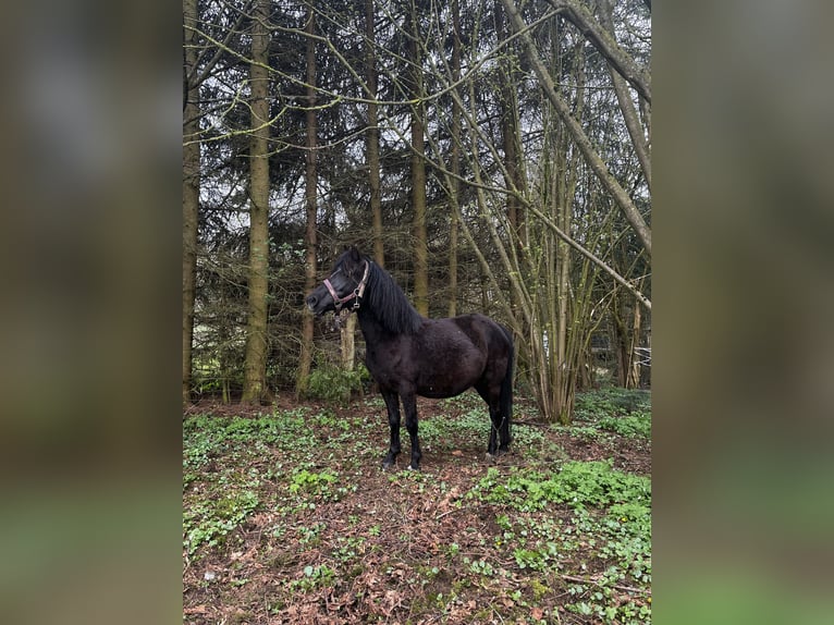 Shetland Ponys Stute 7 Jahre 107 cm Rappe in Dernbach (Westerwald)