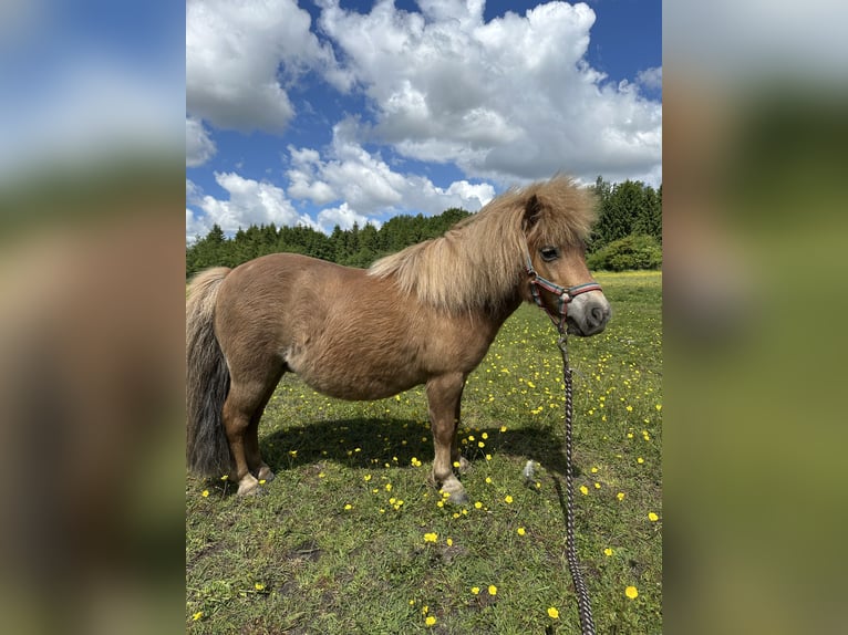 Shetland Ponys Stute 7 Jahre 83 cm Fuchs in Wacken