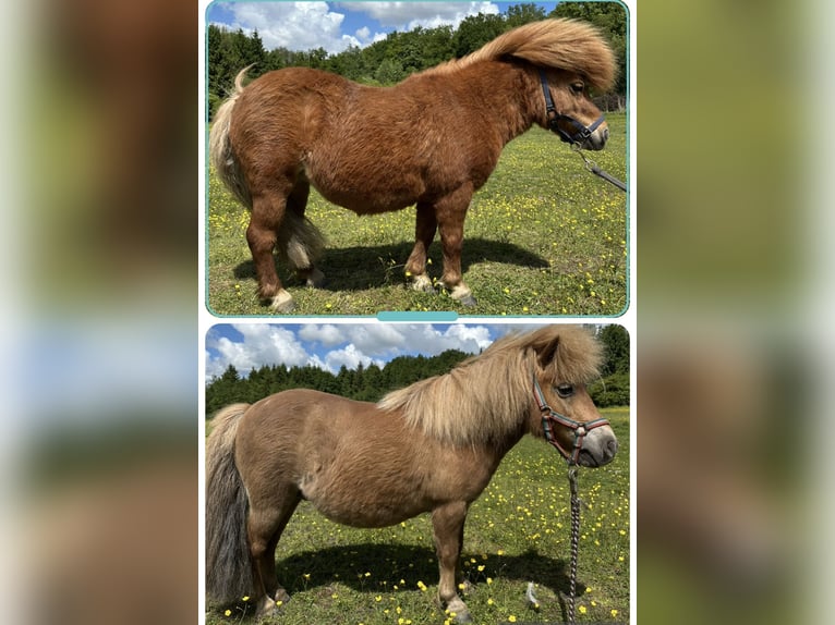 Shetland Ponys Stute 7 Jahre 83 cm Fuchs in Wacken