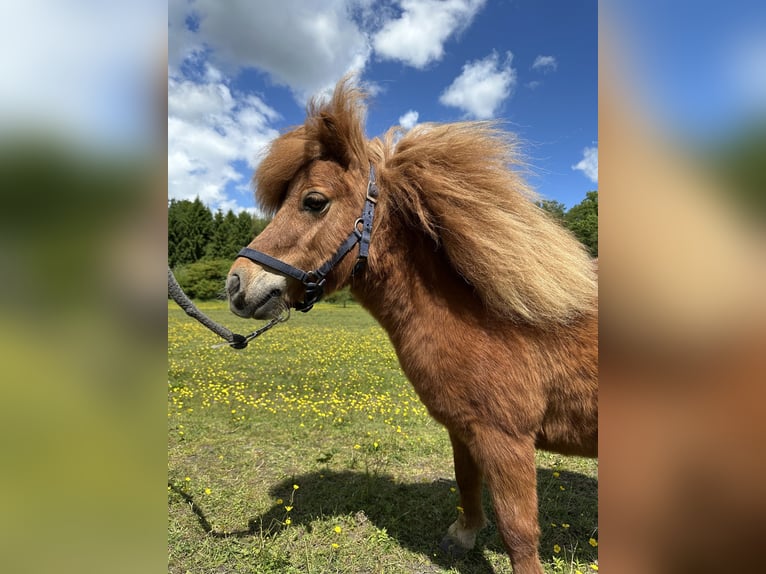 Shetland Ponys Stute 7 Jahre 83 cm Fuchs in Wacken