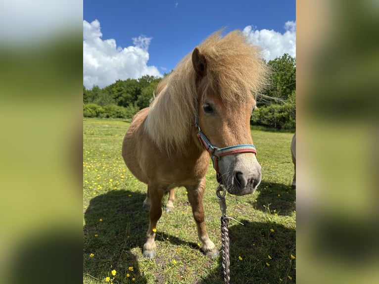 Shetland Ponys Stute 7 Jahre 83 cm Fuchs in Wacken