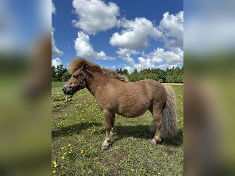 Shetland Ponys Stute 7 Jahre 83 cm Fuchs in Wacken